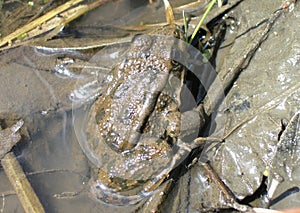 Frog basking in the sun.
