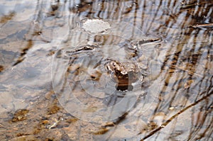 Frog basking in the sun at the lake