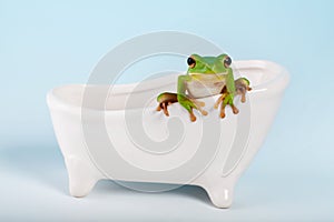 Frog on bath