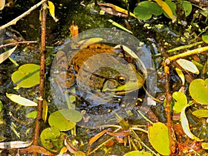 Frog Bath