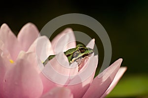 Frog on a beautyful pink flower
