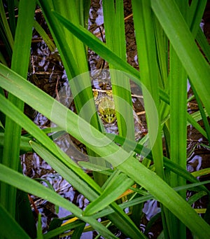 Frog bewtween the blades of water grass at Krka National Park Croatia 6830