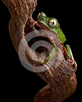 Frog with big eyes on branch of amazon tree