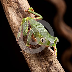 Frog with big eyes in tropical amazon rainforest