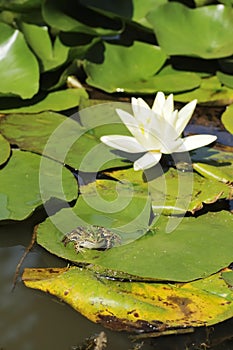 Frog on big green leaf and nymphaea alba, also known as white water lily or rose or nenuphar