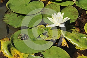 Frog on big green leaf and nymphaea alba, also known as white water lily or rose or nenuphar