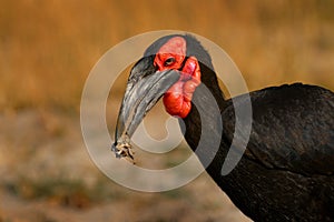 Frog in the bird bill. Southern ground-hornbill, Bucorvus leadbeateri, largest hornbill world. Black bird with red face walking in