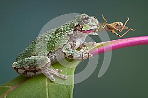 Frog biting grasshopper