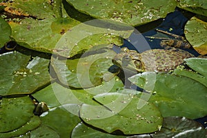 Close up of frog in a pond