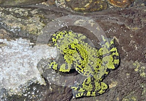Frog (Bombina orientalis) 18