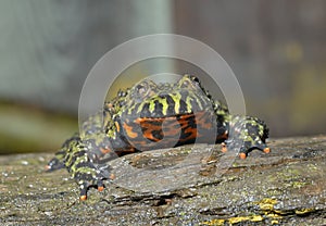 Frog (Bombina orientalis) 3