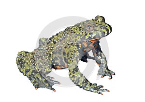 Frog Bombina orientalis 7