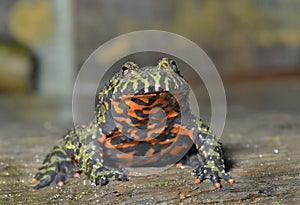 Frog (Bombina orientalis)