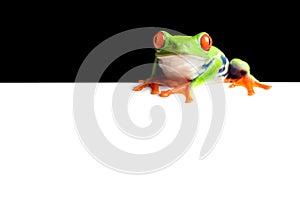 Frog border