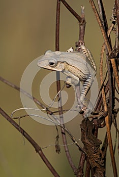frog from Borneo