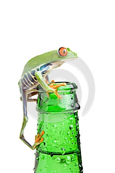 Frog on bottle closeup isolated