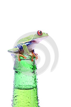 Frog with bottle isolated on white