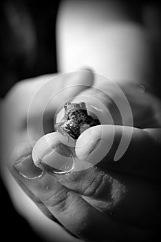 Frog in boys hand (black and white)