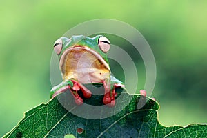 Frog on branch, tree frog, frog