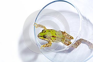 Frog with bright colors trying to escape from a fish bowl isolated on a white background