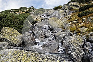 Frog brook, High Tatras mountains, Slovakia