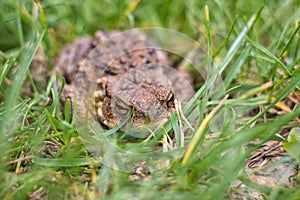 Frog - brown toad hidden in the grass