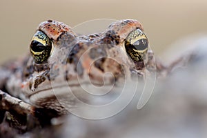Frog with bulging green eyes