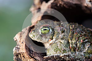 Frog with bulging green eyes