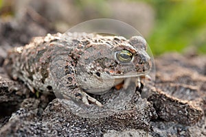 Frog with bulging green eyes