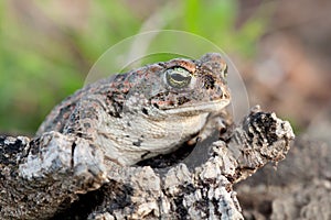 Frog with bulging green eyes