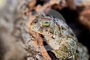 Frog with bulging green eyes