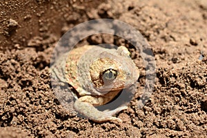 The frog burrows into the ground.