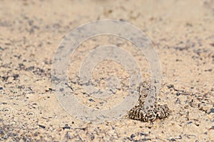 Frog Camouflage