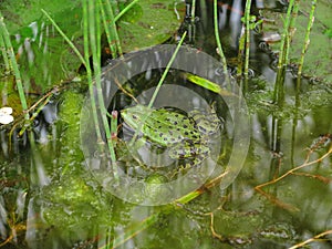 Frog camouflaged photo