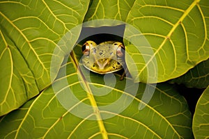 frog camouflaged among leaves, targeting a nearby fly