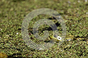Frog camouflages itself amounst the vegetation