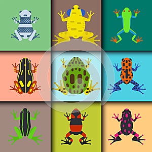 Frog cartoon tropical animal cards cartoon amphibian mascot character wild vector illustration.