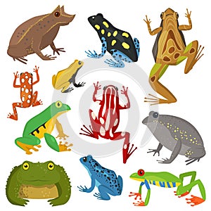 Frog cartoon tropical animal cartoon amphibian vector illustration. photo