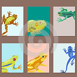Frog cartoon tropical animal cartoon nature cards icon funny and isolated mascot character wild funny forest toad