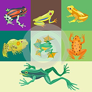Frog cartoon tropical animal cartoon nature icon funny and isolated mascot character wild funny forest toad amphibian