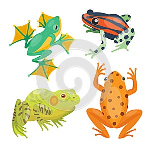 Frog cartoon tropical animal cartoon nature icon funny and isolated mascot character wild funny forest toad amphibian