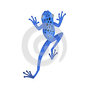 Frog cartoon tropical blue animal cartoon nature icon funny and isolated mascot character wild funny forest toad