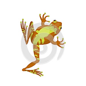 Frog cartoon tropical brown animal cartoon nature icon funny and isolated mascot character wild funny forest toad