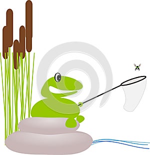 Frog is catching a fly