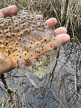 Frog caviar egg in forest stream