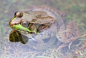 Frog in Clear Pond