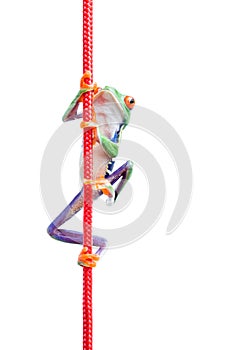 Frog climbing rope isolated