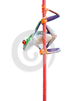 Frog climbing rope isolated on white