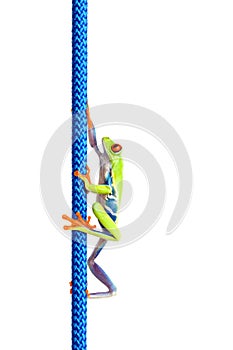 Frog climbing up rope isolated