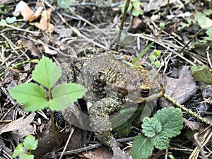 Frog close up. A frog in the forest sits and croaks